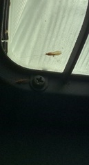 Sympherobius barberi