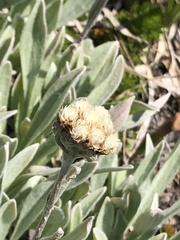 Antennaria lanata