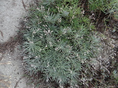 Onosma tanaitica