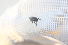 Sphenoptera jugoslavica