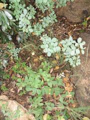 Searsia zeyheri