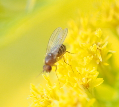 Drosophila funebris