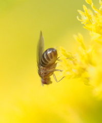 Drosophila funebris