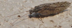 Micromus variolosus
