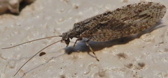 Micromus variolosus