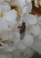 Drosophila funebris