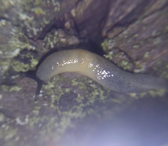 Krynickillus melanocephalus