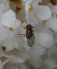 Drosophila funebris