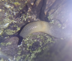 Krynickillus melanocephalus