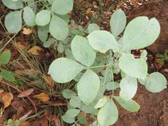 Searsia zeyheri