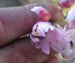 Syncarpha canescens canescens