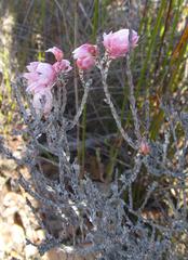 Syncarpha canescens canescens