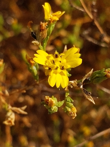 Image of Deinandra lobbii by (c) Ken-ichi Ueda, some rights reserved (CC BY)