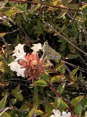 Hymenia perspectalis