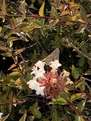 Hymenia perspectalis