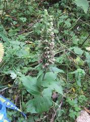 Epipactis helleborine