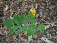 Fraxinus biltmoreana