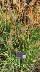 Allium senescens glaucum