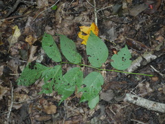 Fraxinus biltmoreana