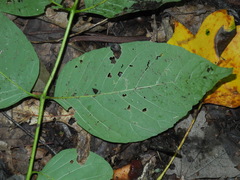 Fraxinus biltmoreana