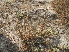 Atriplex coronata