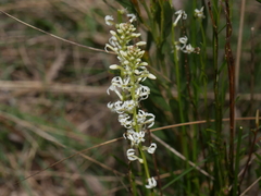 Stackhousia aspericocca