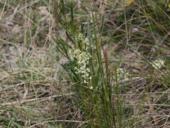 Stackhousia aspericocca