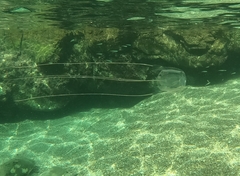 Carybdea marsupialis