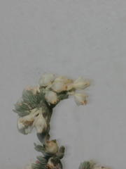 Erica leucodesmia