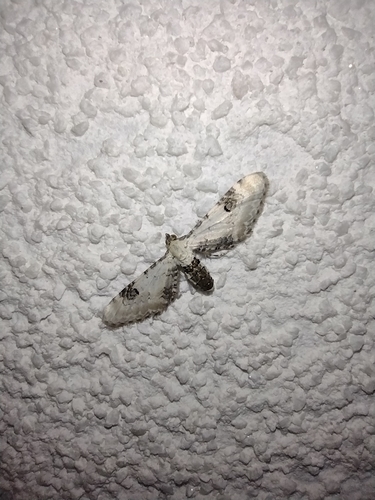 kvetnatka zvončeková (Eupithecia centaureata)
