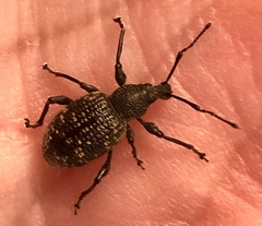 Otiorhynchus sulcatus