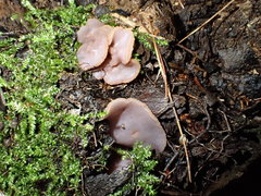 Peziza griseorosea