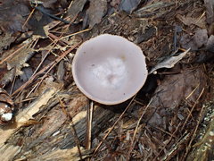 Peziza griseorosea