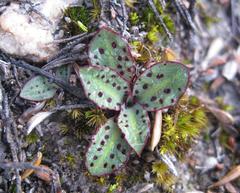 Disa bifida