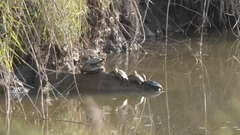 Trachemys gaigeae