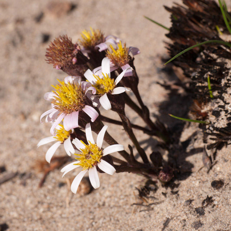 Strapleaf Fire-Aster