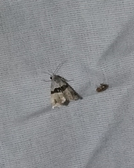 Cobubatha lixiva