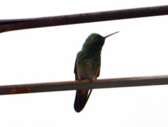 Saucerottia beryllina