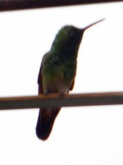 Saucerottia beryllina