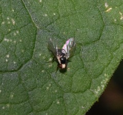 Calycomyza flavinotum