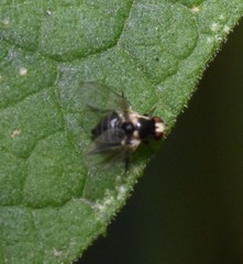 Calycomyza flavinotum