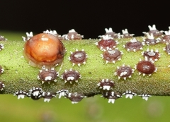 Ceroplastes rusci
