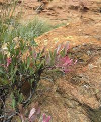 Searsia magalismontana magalismontana