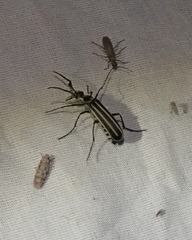 Epicauta atrivittata