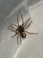 Steatoda nobilis