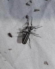 Epicauta atrivittata