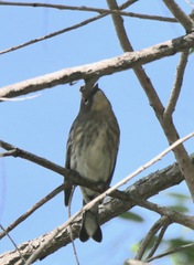 Setophaga coronata