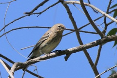 Setophaga coronata