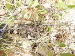 Searsia magalismontana magalismontana