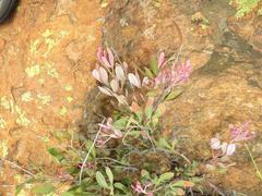 Searsia magalismontana magalismontana